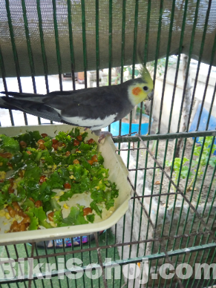 Cockatiel